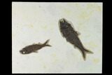 Fossil Fish (Knightia) - Green River Formation - Inch Layer #138610-1